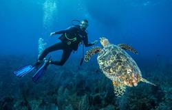 Cayman Islands Scuba Diving Holiday. Grand Cayman Dive Centre. Diver and Turtle.